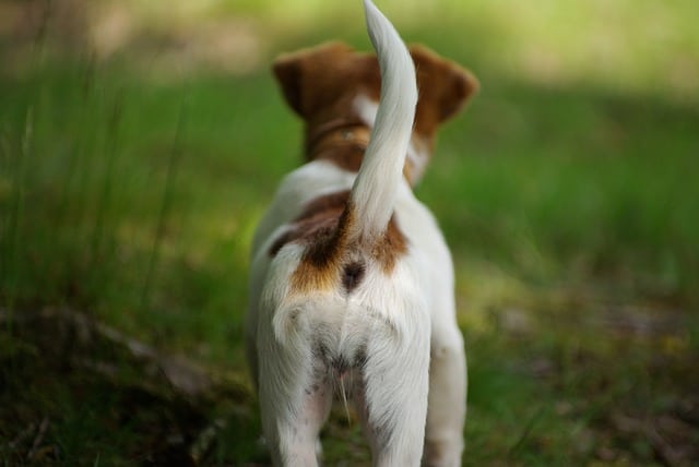 Pourquoi Mon Chien Se Mord La Queue Esprit Dog